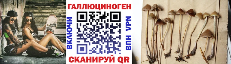 Галлюциногенные грибы Psilocybine cubensis  Волосово 